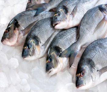 Frozen Fish & Sea Food